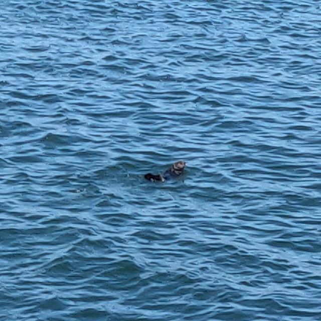 Slicehawk's tweet photo. Otterly adorable!  #sorry #moss #otter https://t.co/QsibrdEnzw https://t.co/sa3TcFy8eS