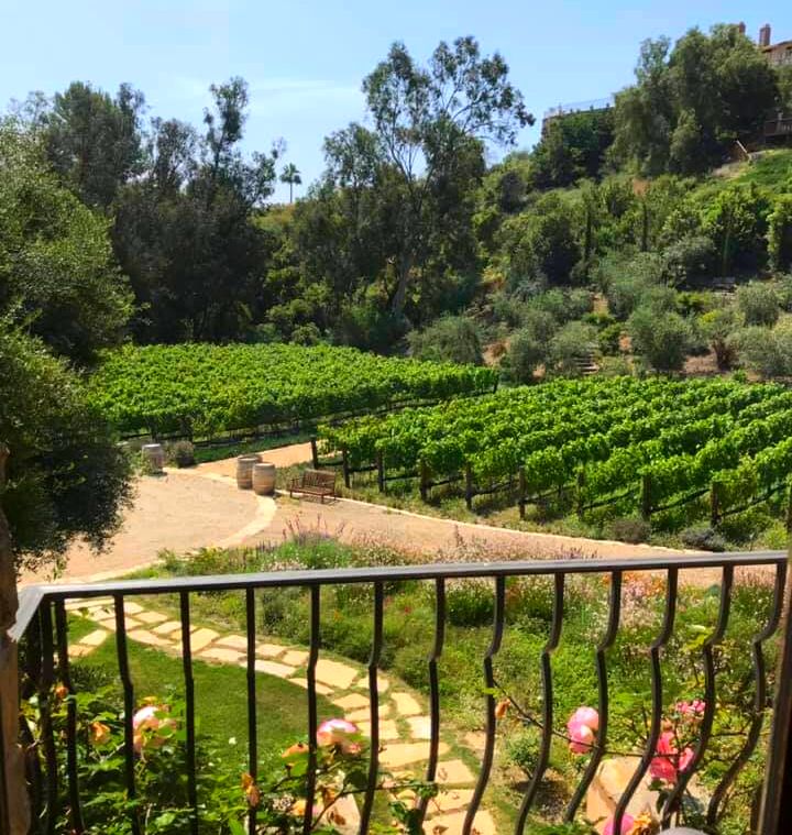 The grapes are in, and the party is TOMORROW! Join LCA Wine at Peppertree Canyon for a Harvest Celebration! conta.cc/2Ohyu1N