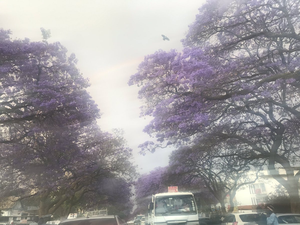 Destination_Zim's tweet photo. #Harare as the heavens smile on it. #Abouttorain. Of shades of purple , of #rainbows and showers of rain. Itโs gonna be a beautiful season.
#VisitZimbabwe https://t.co/OXY4tOsryI