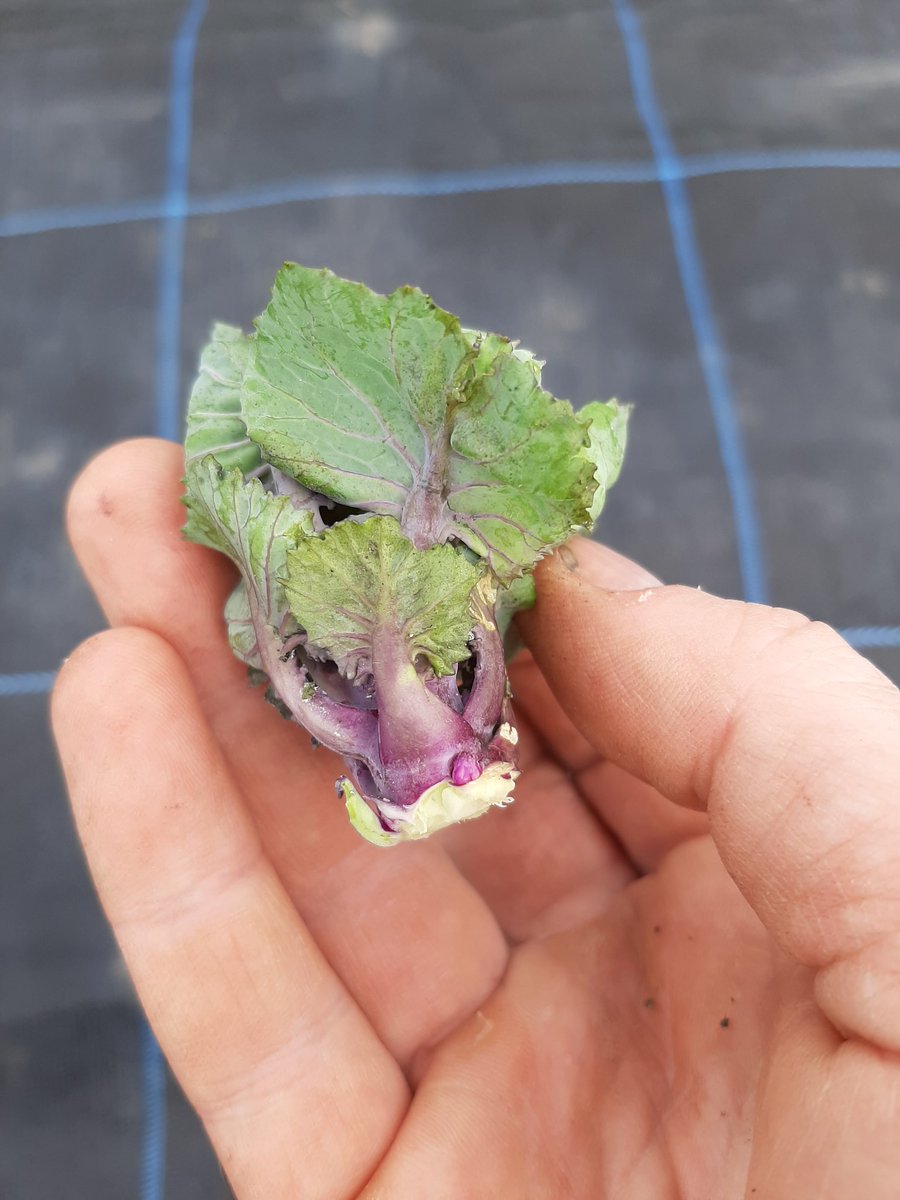 A palette. Just beginning to mature now. First year growing them. #limerickfood #bialuimni #thisisirishfood