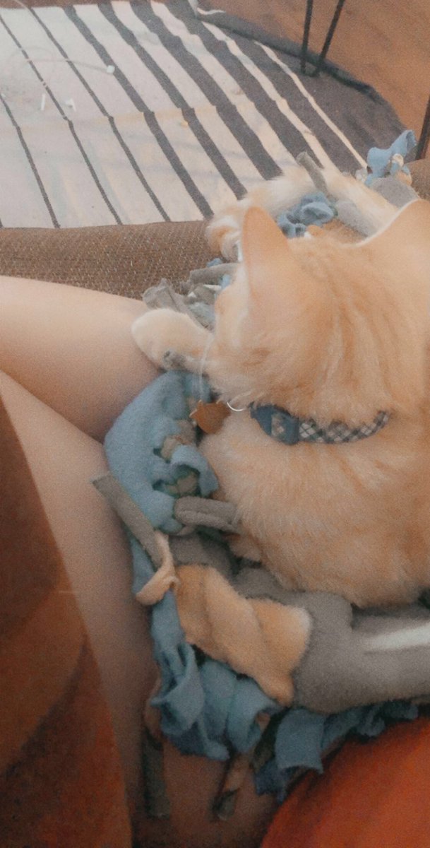 imthehalfnhalf's tweet photo. Such cuddle 💕 https://t.co/Rm36j77ggj