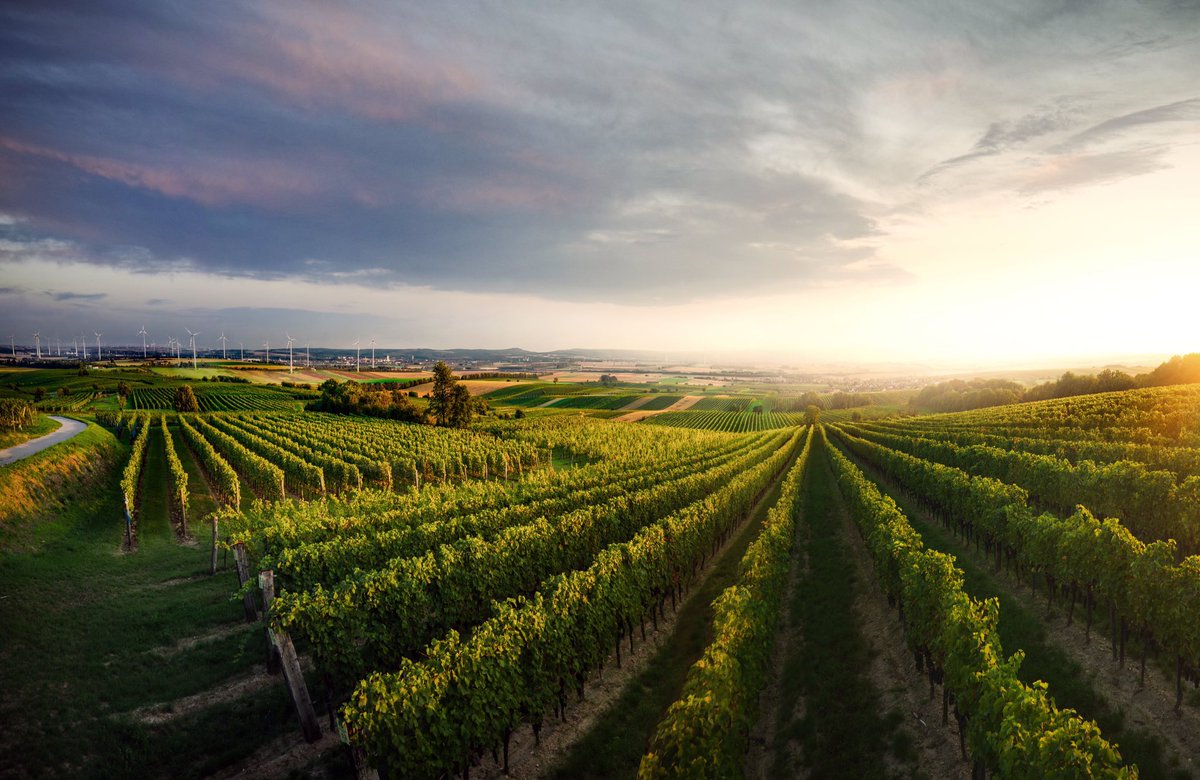 AustrianWineUK's tweet photo. Back in the year 1 BCE, the Romans brought a systematic form of viticulture to the Danube area - in the contemporary winegrowing region Carnuntum (pictured), by Lake Neusiedl, Südburgenland and in Styria at Flavia Solva. © ÖWM-Marcus Wiesner https://t.co/0rXHlpoFPZ