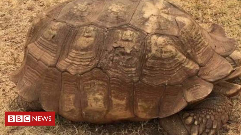 BBCAfrica's tweet photo. Nigeria's royal tortoise said to have lived to the age of 344 in Oyo state https://t.co/MDRDtDZad5 https://t.co/IMorgRXwNs