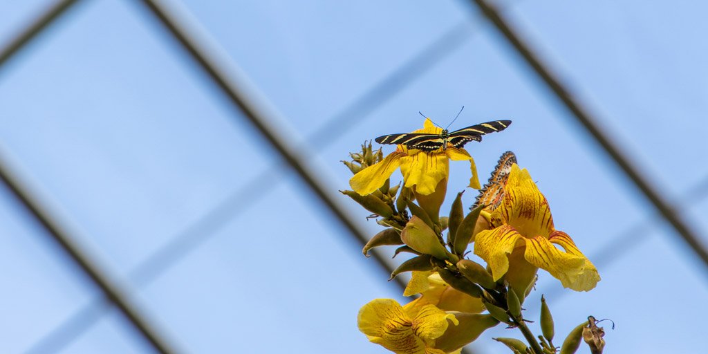 Carleton_U's tweet photo. Scenes from #CarletonButterfly2019, which opens to the public tomorrow at 9am! More info: https://t.co/OJcI8ybxqz https://t.co/bqv2coKhJt
