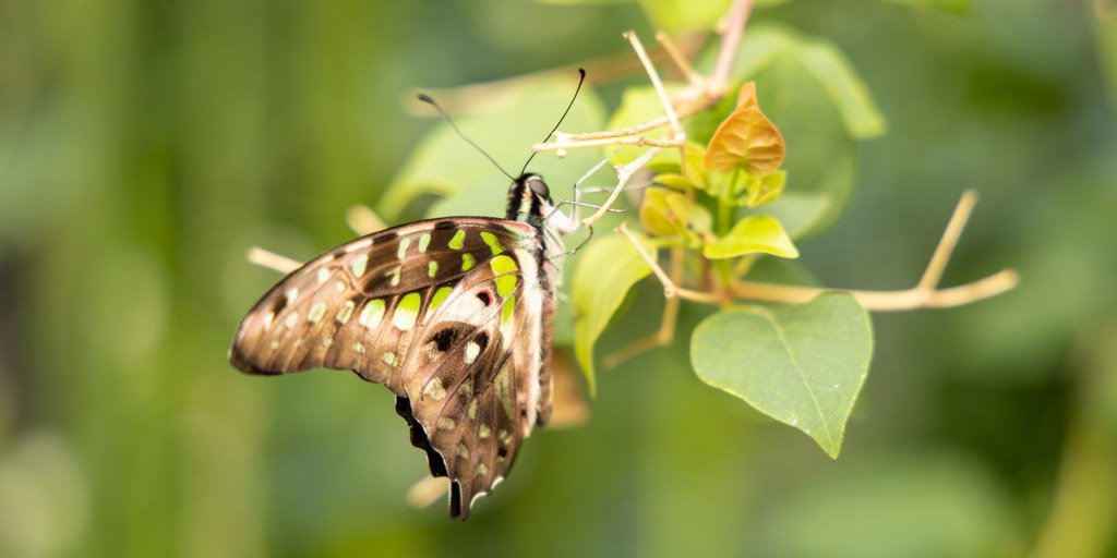 Carleton_U's tweet photo. Scenes from #CarletonButterfly2019, which opens to the public tomorrow at 9am! More info: https://t.co/OJcI8ybxqz https://t.co/bqv2coKhJt