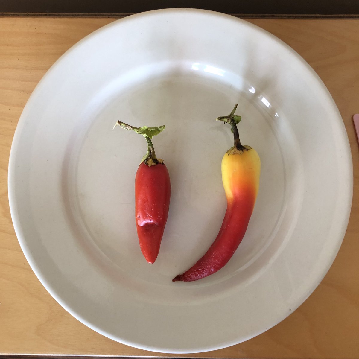 CM1A_US_EBNOLA's tweet image. #EBGarden @AtelierEBNOLA @EB_NOLA Aujourd’hui, nous avons goûter des poivrons qui ont poussé dans notre jardin. C’était délicieux! La classe #classedugout