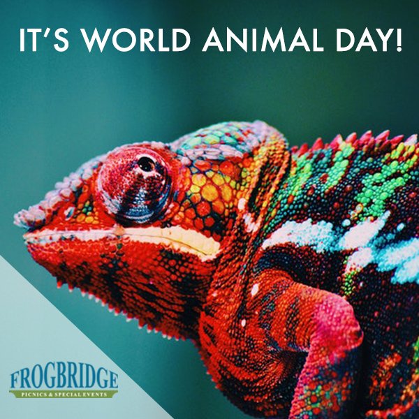 FBPicnics's tweet photo. It’s World Animal Day! Take a moment and read up on the amazing movement that’s saved tens of thousands of animals across the globe, and if you’ve got one, take a moment to hug your fuzzy, scaled, and/or feathered friends! 
https://t.co/RuFdoOCvw3 https://t.co/95RHmiNQYr