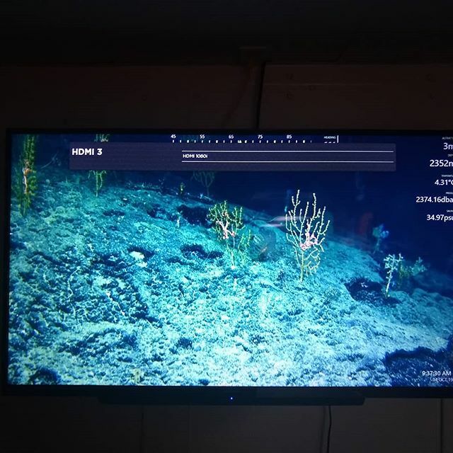 jeroeningels's tweet photo. #HydroSMaC @noaaoceanexploration cruise on #pointsur #gulfofmexico #florida #slope start of dive 2 and just got hit by this beauty of a coral garden at 2374 m depth #deepsea #deepseacorals #corals #deepseascience https://t.co/eZL9kC6Qas https://t.co/FKYHoyc1kP