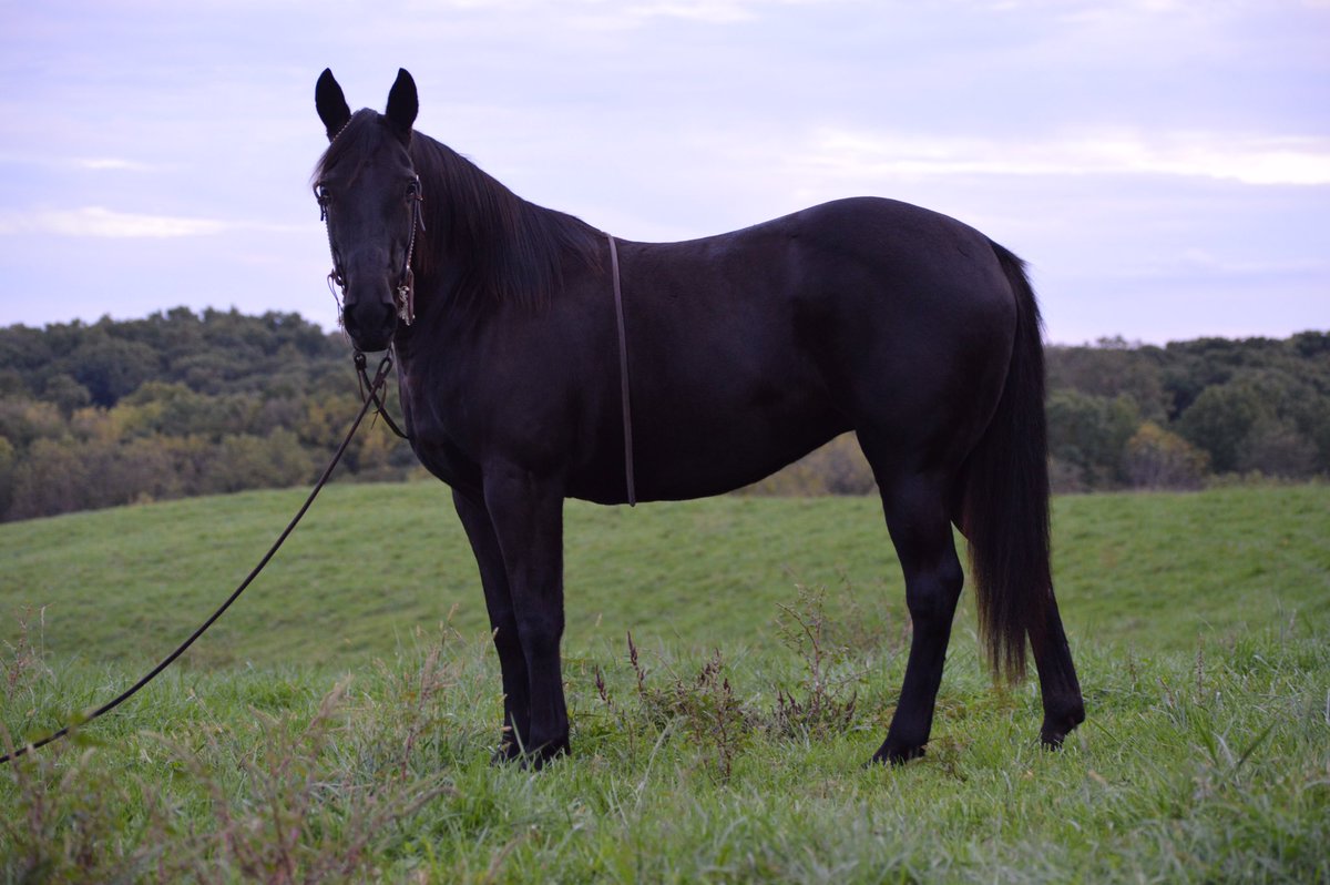 MrRiderAllNight's tweet photo. I have some really nice equine for sale right now. I have some really good boke using horses all the way down to nice prospects send me a DM or call me (815) 674-1026 https://t.co/2piZakhT0H