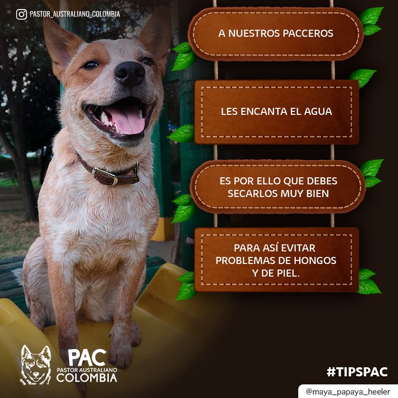 ColombiaPastor's tweet photo. Siempre ten presente los cuidados que le debes brindar a tu PacCero🍃🐺
•
•
#pastoraustralianocolombia #pastorganaderoaustraliano #australiancattledog #PAC #blueheeler #pastoraustraliano #pastoraustralianoganadero #tipspac https://t.co/UzXD3UeBip