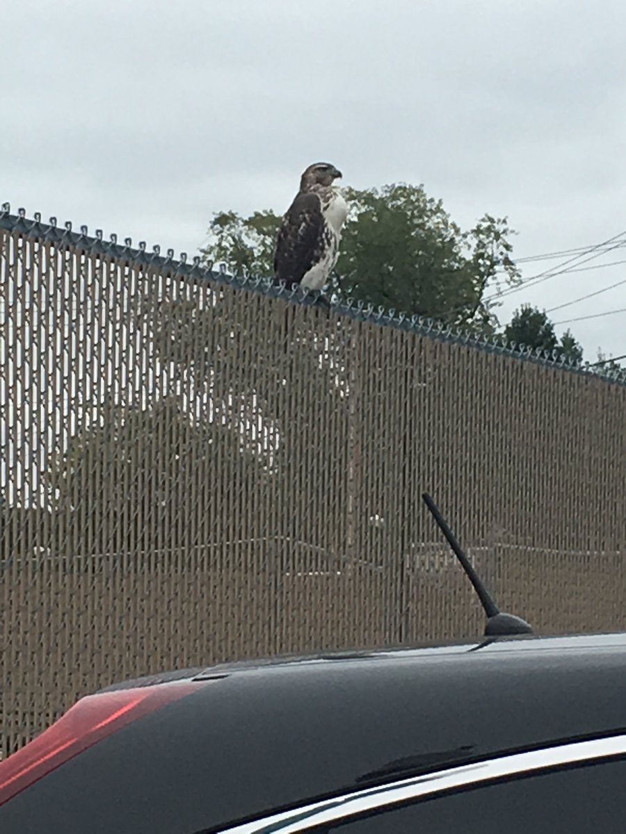 Shared from Photos app
1 photo 
When you get that feeling you're being watched like a,...