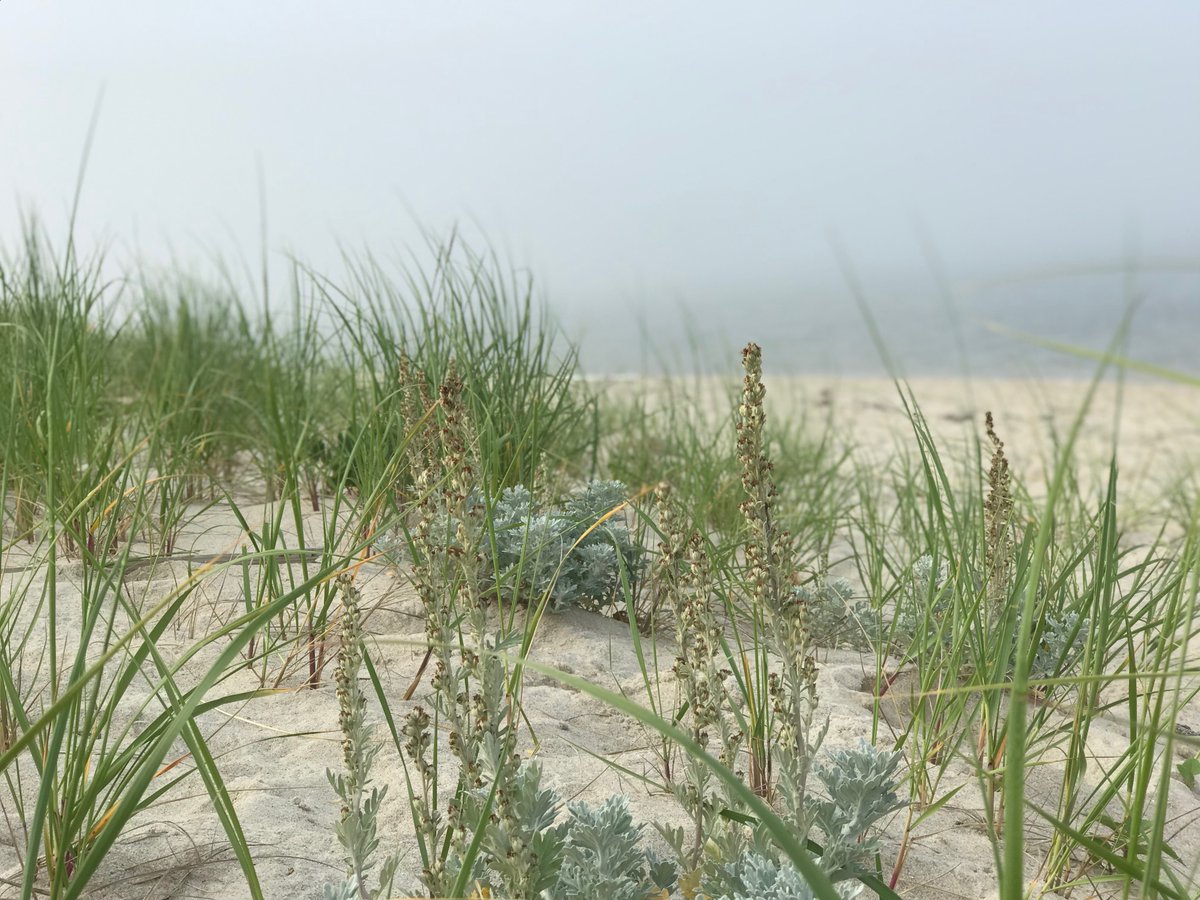 75Locust's tweet image. A secluded nearby beach as gray seals swim along the break, with sightings of oceanic pelagic seabirds, who may well nest next to penguins in Antarctica in a few months.  Fall on the Cape is astonishes.  #capecod #wildlife #falmouth