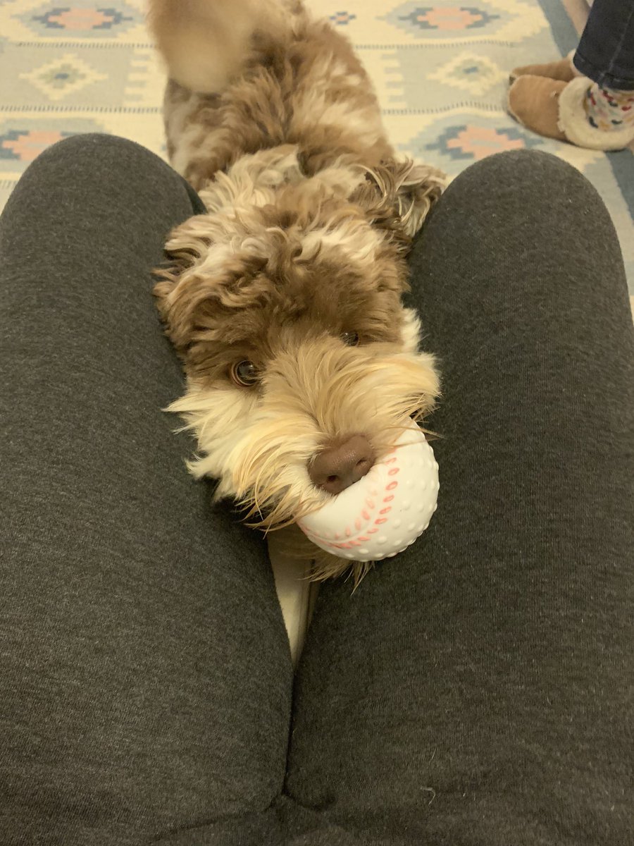 83ccca3113n's tweet photo. This crazy guy is my 7 month old pup Dylan. We’ve only had him a few months but he’s already an integral part of our family. He may chew my fingers but when I feel down he’s my best friend. #barksforbarrell @KatBarrell 
He was a replacement after my 17 yr old cat died #catsforkat https://t.co/kJvpaJjg1Z