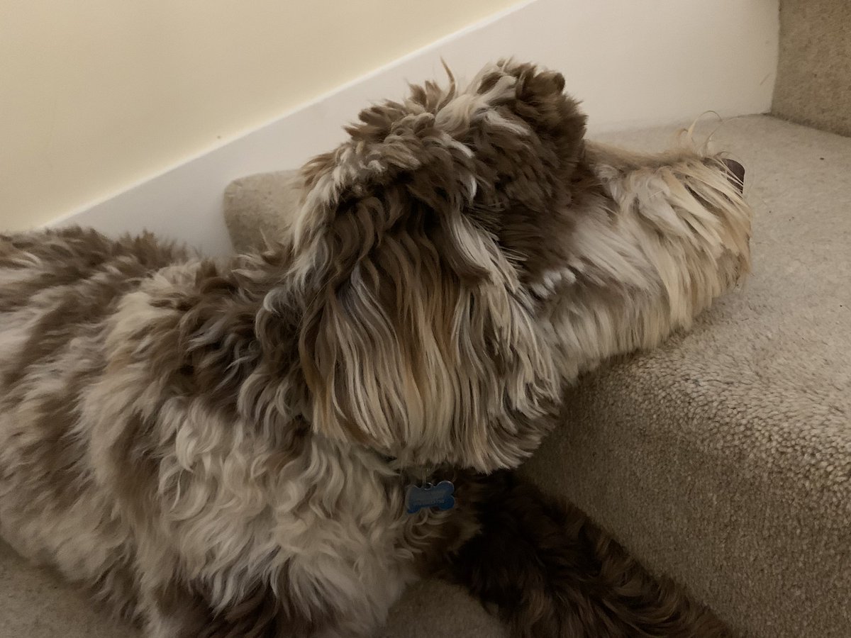 83ccca3113n's tweet photo. This crazy guy is my 7 month old pup Dylan. We’ve only had him a few months but he’s already an integral part of our family. He may chew my fingers but when I feel down he’s my best friend. #barksforbarrell @KatBarrell 
He was a replacement after my 17 yr old cat died #catsforkat https://t.co/kJvpaJjg1Z