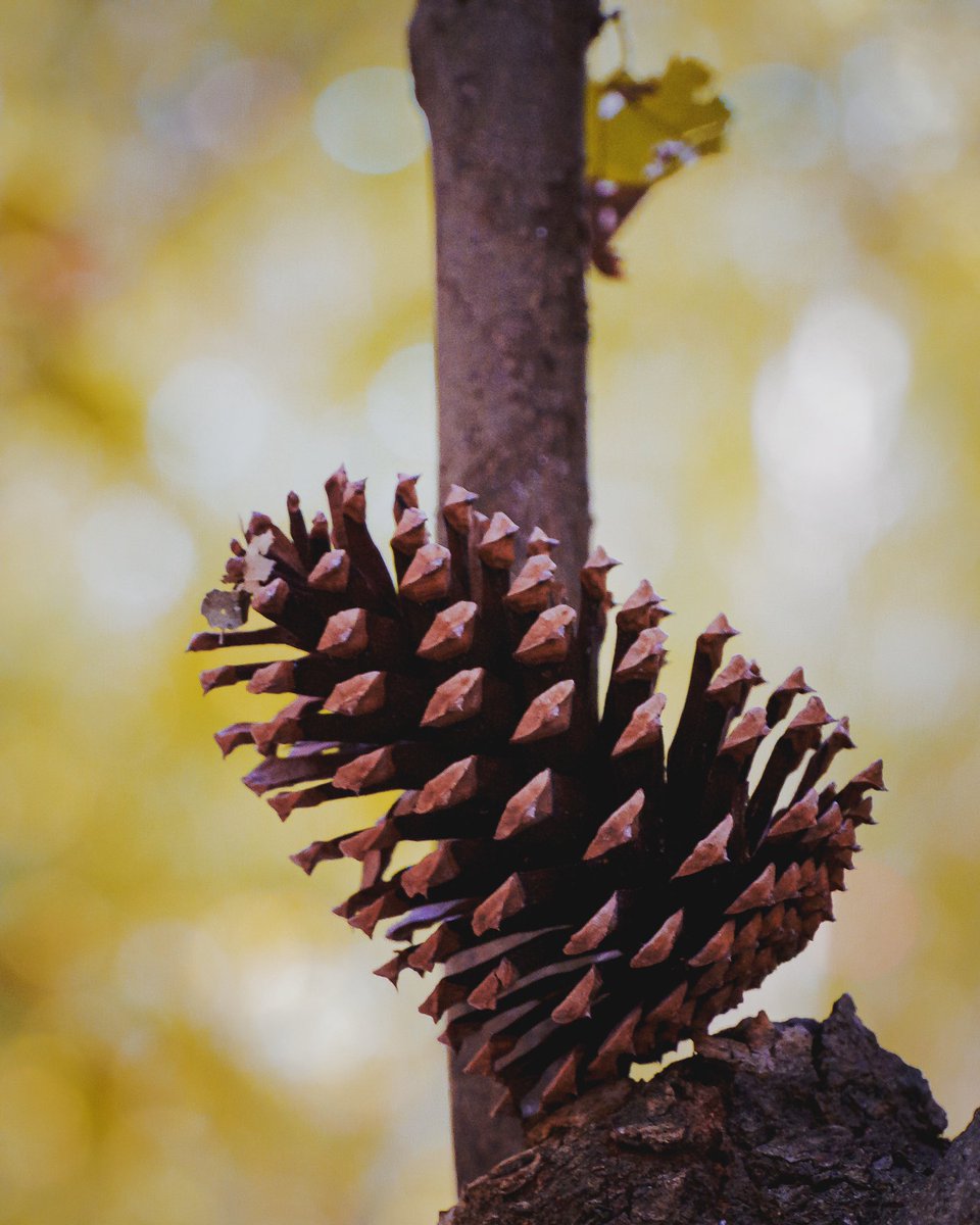 The leaning pine cone of Umstead 🤣. Detail shots are fun and get me to slow down and look around at the area instead of hiking 🥾 by to get to a view. 
#umstead #umsteadpark #umstead100 #umsteadstatepark #fiftyshadesof_nature #naturephotography #mynikonlife #nikonnofilter
