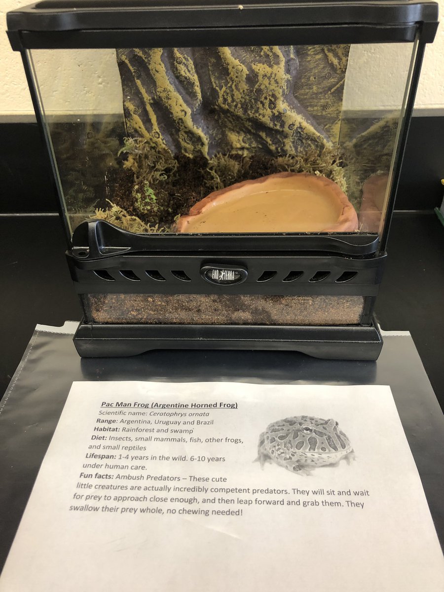 We got new animal ambassadors in our bio class today. We are so excited to incorporate them into our lessons. Our corn snake is amelanistic and anerythristic so it causes mutations resulting in lack of dark and red pigments🐍🐸💚