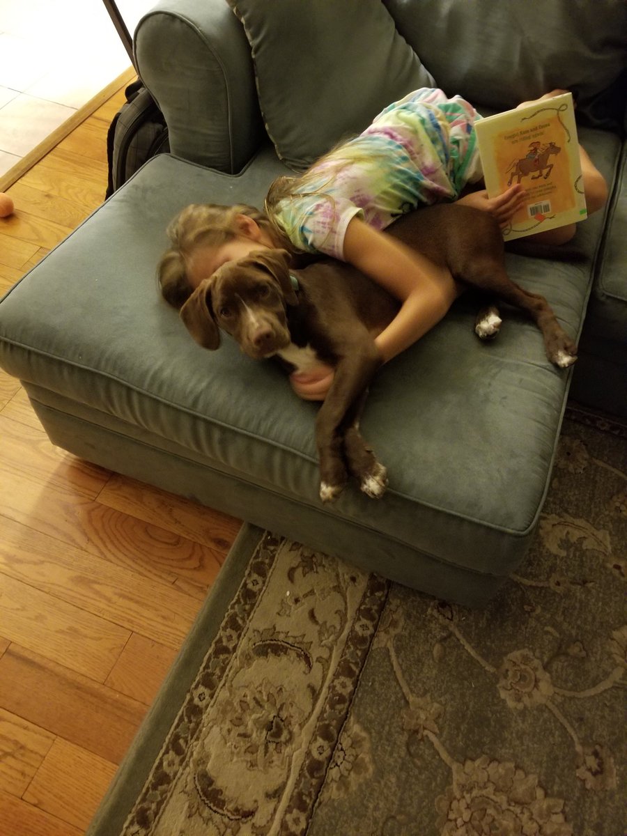 Jessica15636202's tweet photo. Reading buddy 🥰 #chocolabmix #bestfriendsinthemaking https://t.co/ivbhXFhbOn