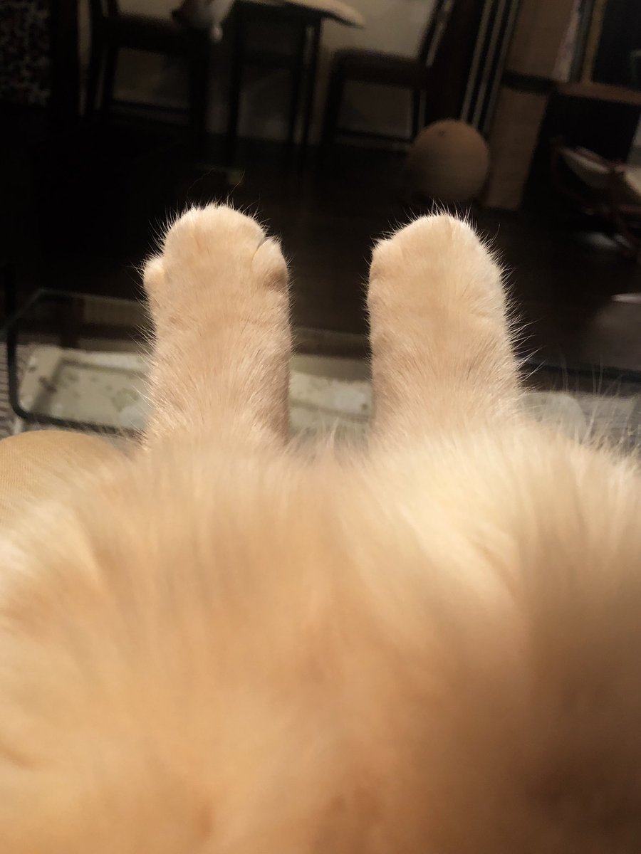 CatApartment's tweet photo. 金色の野に降り立つスティックパンですお納めください。 https://t.co/GBJlueE6pp