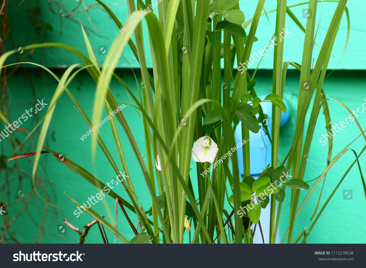 Lemon grass: could it treat male reproductive related infections? 

Access the full study here: ajol.info/index.php/ahs/…

"In vitro antibacterial and cytogenotoxicological properties of the aqueous extract of Cymbopogoncitratus Stapf (DC) leaf"

#antibacterial #citrus #extract