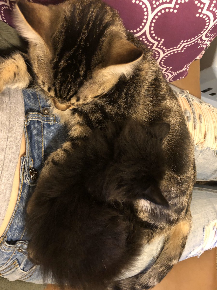 local_jess's tweet photo. My kittens are like raising babies they have a wake up times early in the morning and cry for attention. The little one will walk on my head if I don’t give her attention immediately but they are too cute to be mad at https://t.co/1ToD5QONcY