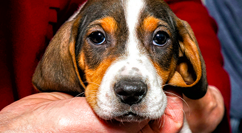 ASPCA's tweet photo. "This law will enable domestic violence victims to leave abusive environments without fearing for their cherished pets and eventually enjoy new and safer lives alongside them." - ASPCA President & CEO Matt Bershadker. Read more about #AB415: https://t.co/Og9CjSE1Hi #California https://t.co/L44Vpt5MEQ