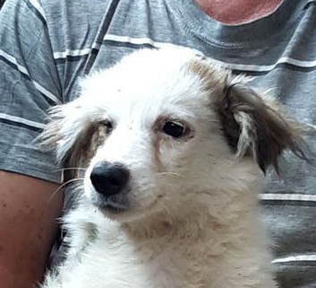 JOHNNY - muss mit nur einem Auge zurechtkommen 😕
Er ist trotzdem ein typisches Hundekind, aufgeweckt und lebensfroh. Mit Handicap hat er es aber noch schwerer in Bucov.

🐶Rüde
🐶7-8 Monate
🐶wird mittelgroß
🖊️prodogromania.de/bilder/index.p…
📧info@prodogromania.de
#AdoptDontShop #Hunde