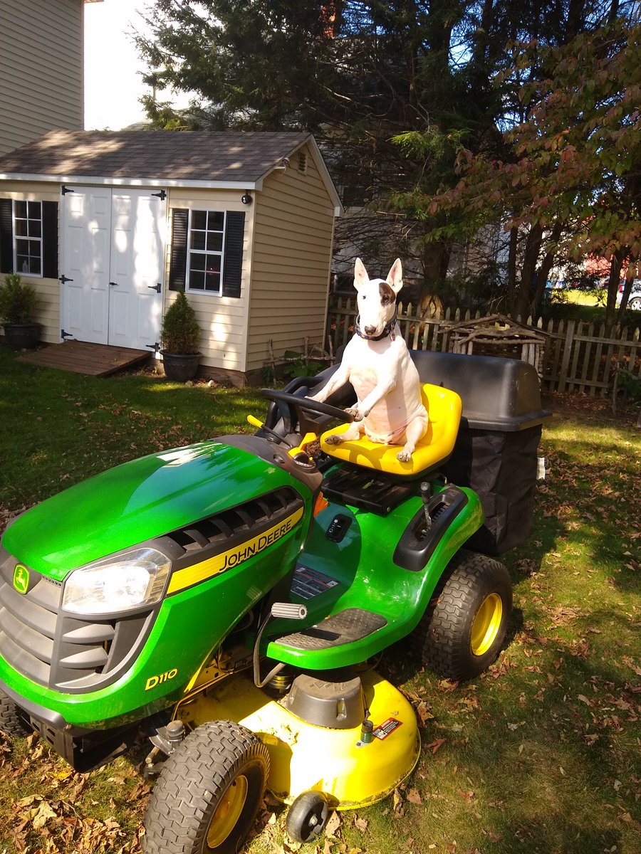 rexthetvterrier's tweet photo. Sure, Autumn leaves look pretty until you have to clean them up. #adogsworkisneverdone https://t.co/kyHTdNTxmb