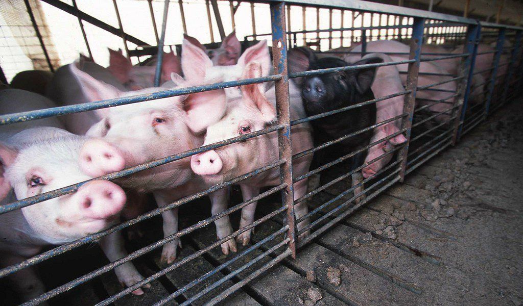 #AgLaw HotLink: 'PA Supreme Court sides with hog farmer on manure' buff.ly/31NF3wS @farmanddairy #farm #regulations #farmregulations #environmentalregulations #environnement #farmers #farmersrights