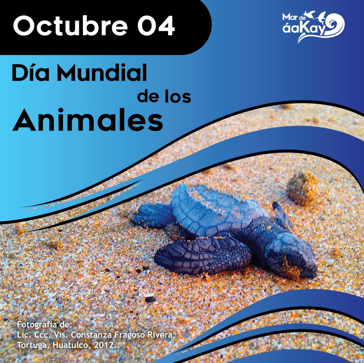 MarDeAakay's tweet photo. #México es un país megadiverso con aproximadamente 282 especies de anfibios, 707 variedades de reptiles y 439 mamíferos
En el #DíaMundialDeLosAnimales conservemos estas especies para mantenernos en el 1er lugar en #DiversidadEcologica de Latino América.
Cuidemos nuestras especies https://t.co/n1NCR0sHlr