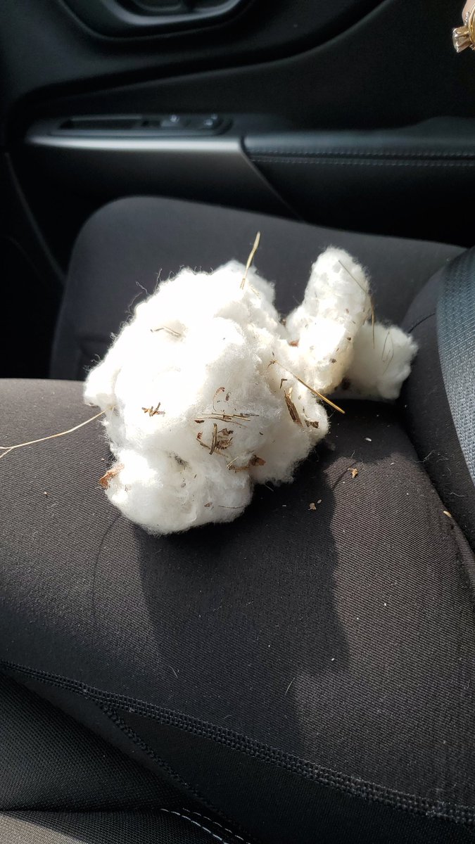 meaddison13's tweet photo. That's right we stopped on the side of a cotton field to grab leftover cotton!! https://t.co/Qgmocthmwv