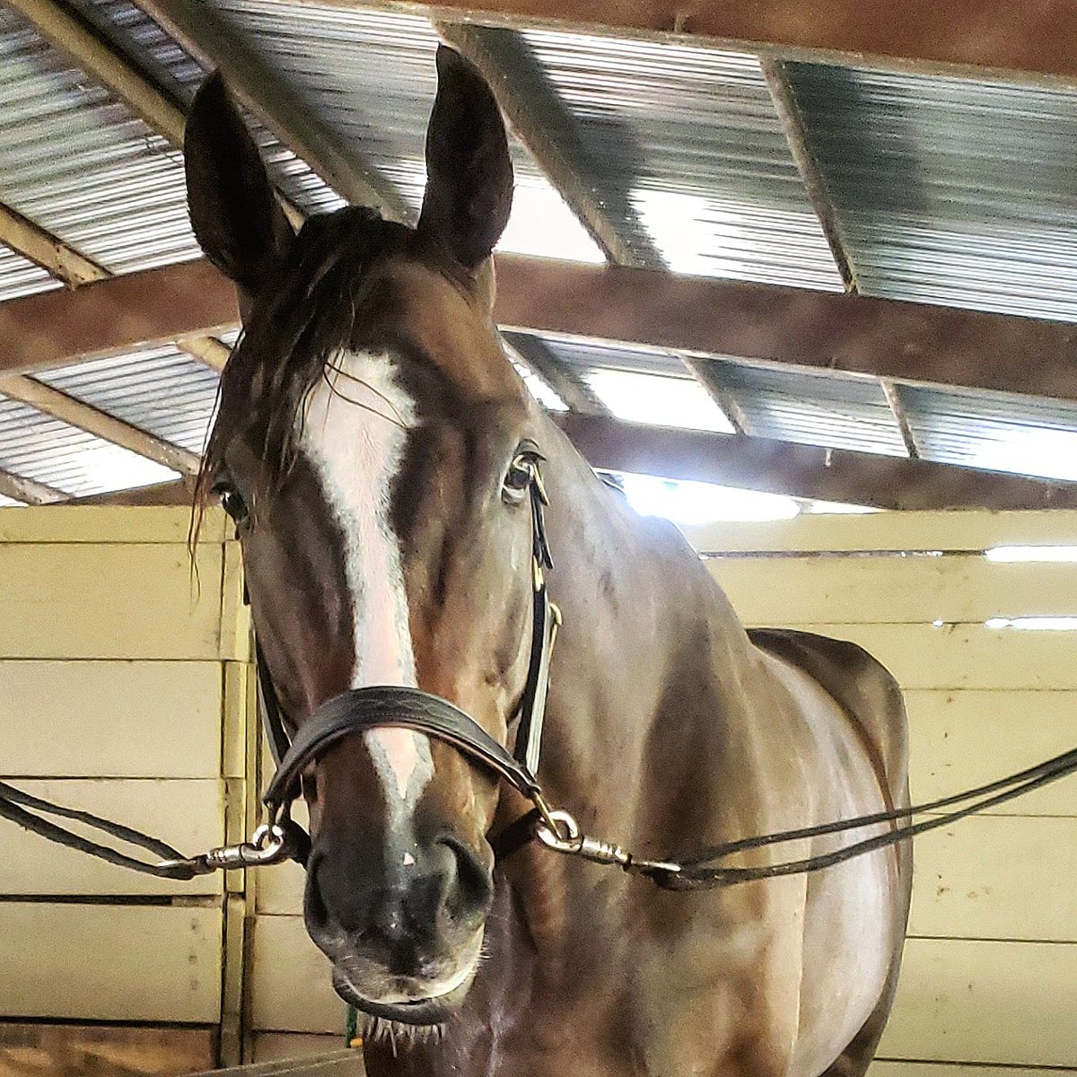 CM_ShowJumper's tweet photo. https://t.co/OFuiJFcQuj