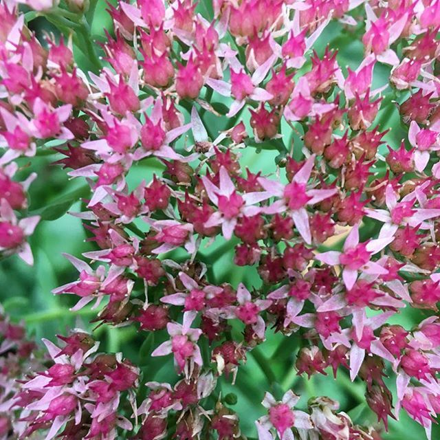 tatjana1o1's tweet photo. Autumn flowers
.
.
.
#london #garden #gardenstories #autumn #inmybackgarden #hackney #hackneygarden #londongarden #flowers https://t.co/Ox7SANlboo https://t.co/f5Y5Eu5CZg