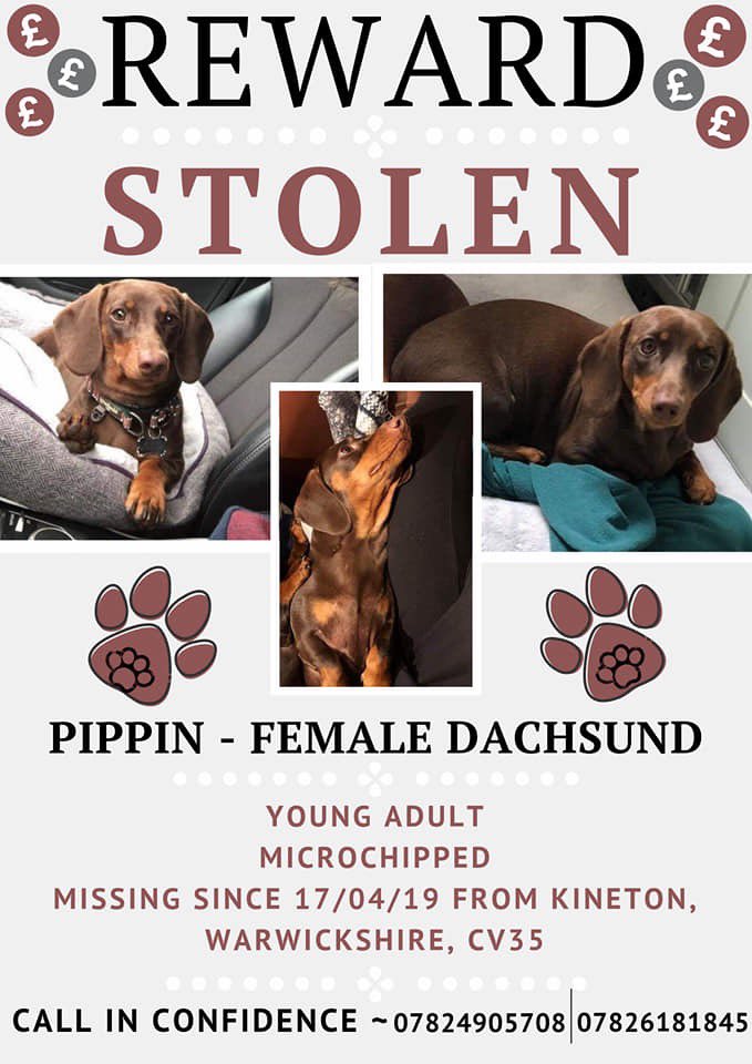rorygh17's tweet photo. 🚨PLEASE RETWEET AND HELP US FIND OUR DOGS🚨 https://t.co/AQtZ9C2Fi3