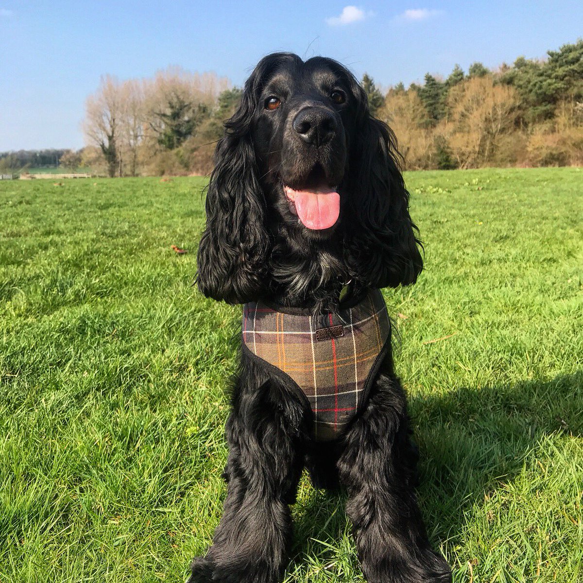 This good boy is in the finals for PUP IDOL 2019. He would love your votes and donations for @makenoise. Ernie will high five everyone who votes. Even if not for him. Voting and donating info: makesomenoise.com/grufts2019 @dog_rates @dog_feelings @PetsPyjamas