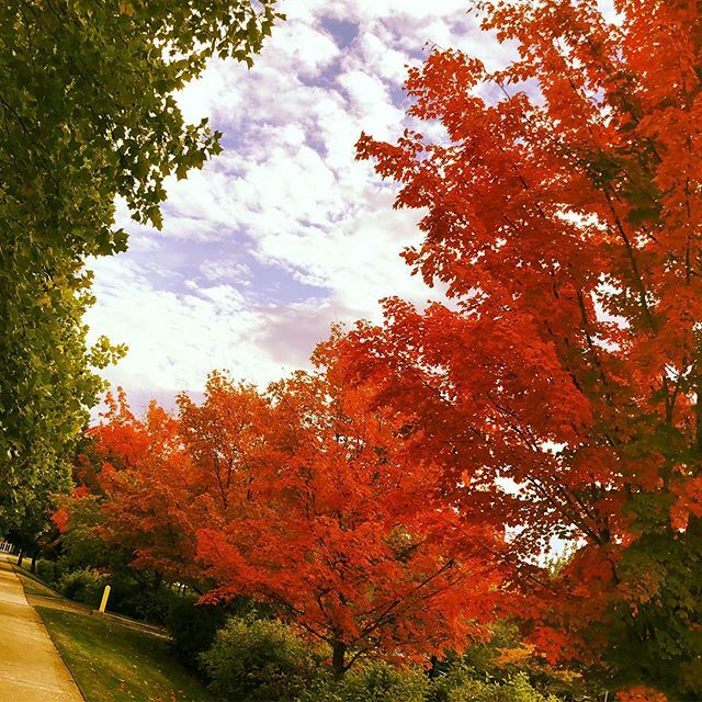 Why fall is my favorite. #fall #turningleaves #itsfallyall #fallismyfavorite ift.tt/354MPoc
