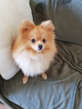 🆘02 Oct 2019. TOBY #Lost #ScanMe #STOLEN?Pomeranian Male 
Upper Brockley Road /Ashby Road #Brockley South East #London #SE4 
Last seen being picked up and placed in a black Range Rover. 
doglost.co.uk/dog-blog.php?d…