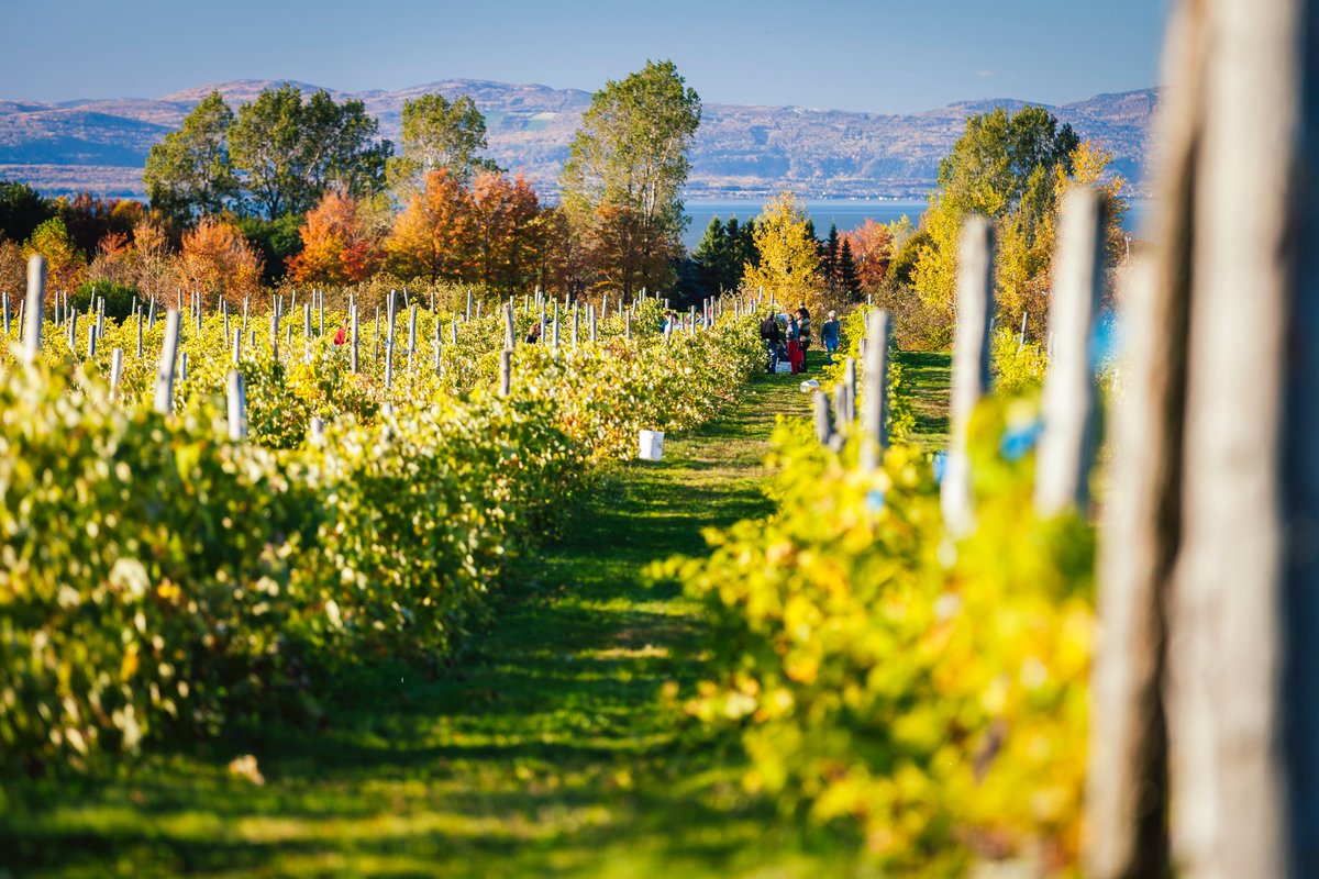 Un parfait week-end d'automne ? 🍂🍎
Ça se passe chez nous!

🍇 Suggestions d'activités et d'expériences à vivre pour vrai: bit.ly/2LNqjZq

#destinationlislet