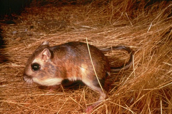 The federally endangered giant kangaroo rat 🐀 (Dipodomys ingens) is the largest of more than 20 species in the genus Dipodomys, which is in the family Heteromyidae. This family includes kangaroo rats, kangaroo mice, and pocket mice.  ow.ly/mvqd50wC6UM

Photo by USFWS.