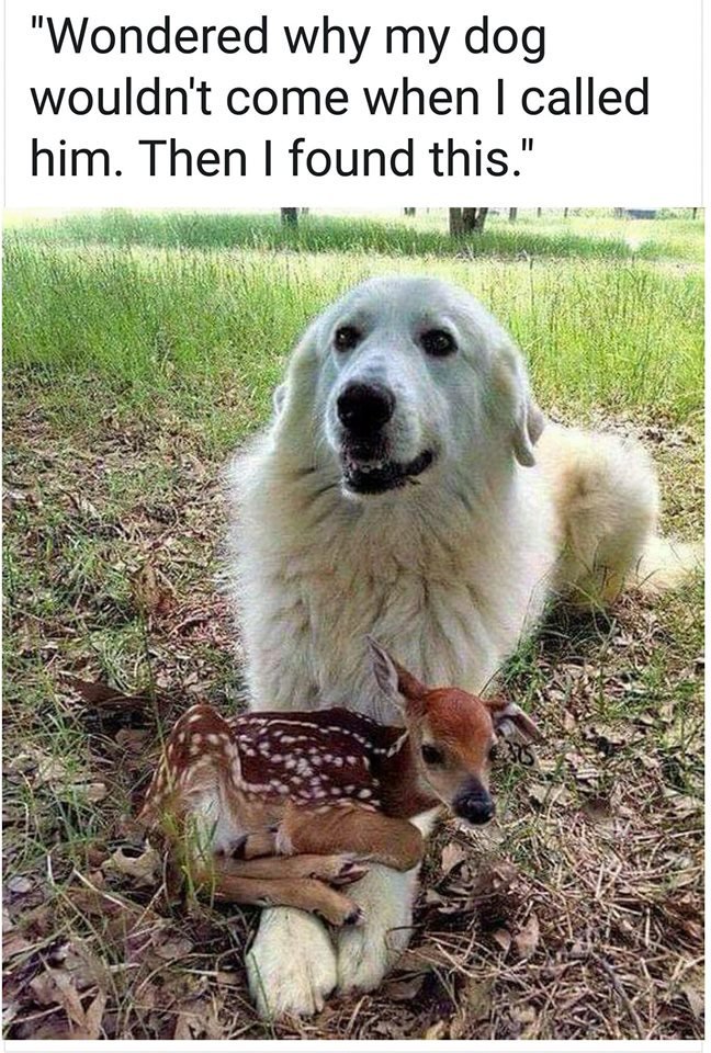 GREAT!!!! 🐕🐾🦌🙏😎🥁☮️❣️
