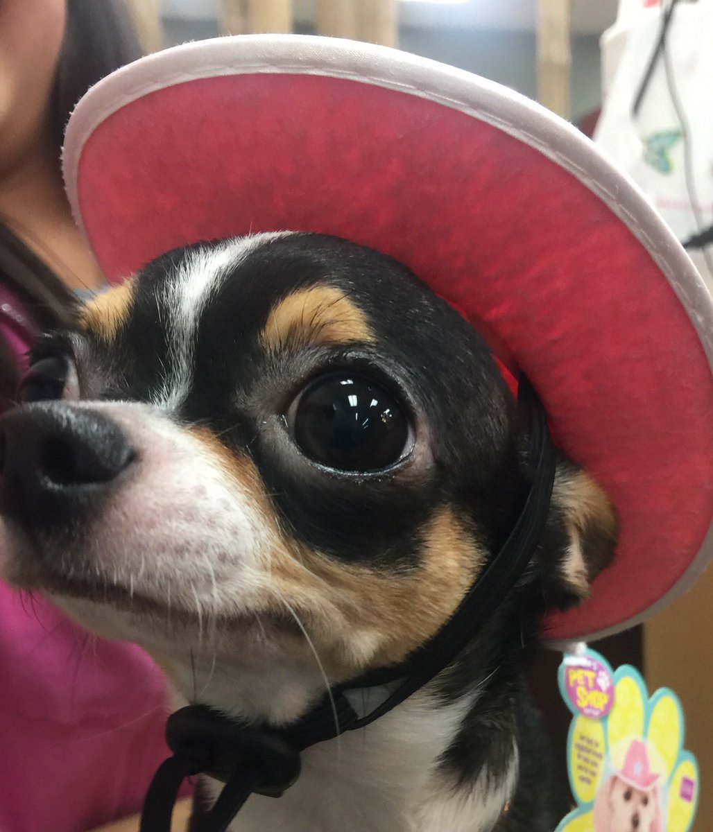 Gizmonic's tweet photo. @darth My friend Pepper #howdyhowdyhowdy https://t.co/Sak8qhagRI