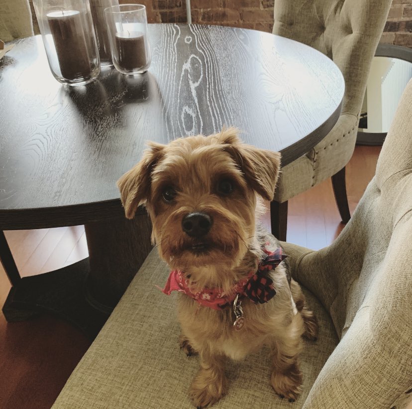 stock_squirrel's tweet photo. 🐶 Mojo is at it again, this time with @wayfair and the dining set his mom just purchased for $509.99! With her app set to 5% she’d #invest $25.50 in #Wayfair stock! ✔️ Mojo approved. https://t.co/SAC4Bk5AnD