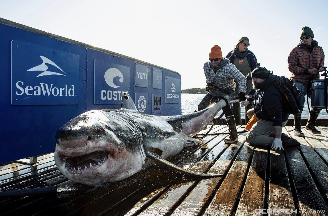 ATesarz's tweet image. I’m smiling today because @OCEARCH wrapped up #ExpeditionNovaScotia &amp;amp; it was amazing! Looks like Ironbound is smiling too! Happy #WorldSmileDay