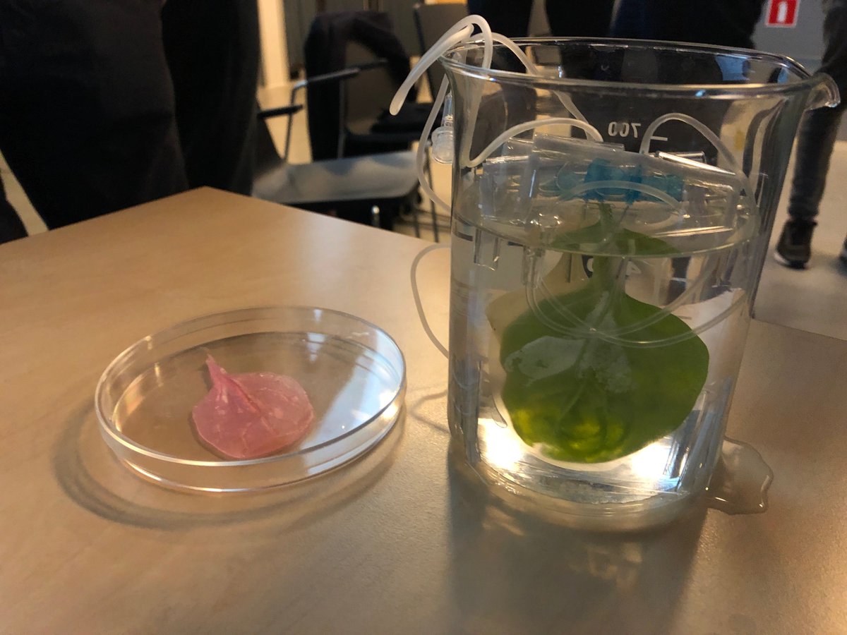 elliotswartz's tweet image. The first #cultivatedmeat in Poland was taste-tested yesterday. A decellularized spinach leaf embedded with chicken myocytes. Led by Stanislaw Loboziak of the Copernicus Science Center in Warsaw