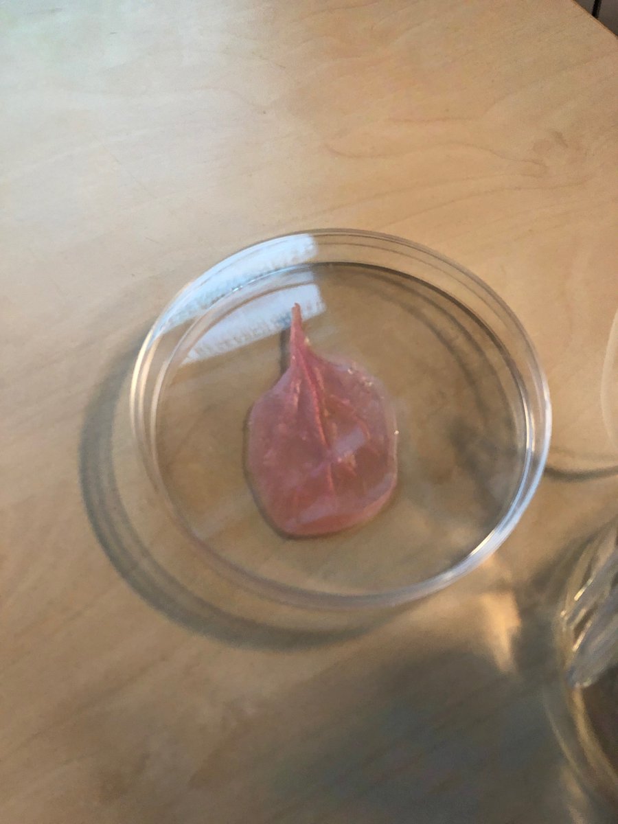 elliotswartz's tweet image. The first #cultivatedmeat in Poland was taste-tested yesterday. A decellularized spinach leaf embedded with chicken myocytes. Led by Stanislaw Loboziak of the Copernicus Science Center in Warsaw