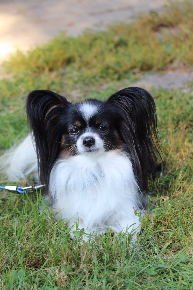 JanaHazelnut's tweet photo. L’épagneul nain continental est un amour de petit chien. Voici ma petite Jana 5 ans ❤️ #chien #papillon #continentaltoyspaniel #epagneul https://t.co/xwePWrHGco