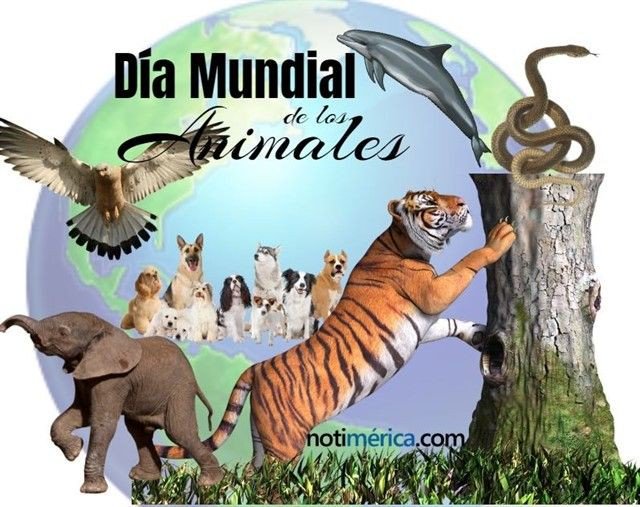 slwmin_'s tweet photo. Give love to receive it, don't be ignorant, respect them, they feel fear or sadness like you.💛🐕🐅🐂🐈🐒🦒🐘🐋🦔🦁🧡
#WorldAnimalDay #CobacamSeybaplaya
@cobach04 @vigilanteverde @jgaedtke1 https://t.co/wHOZtZA4y1