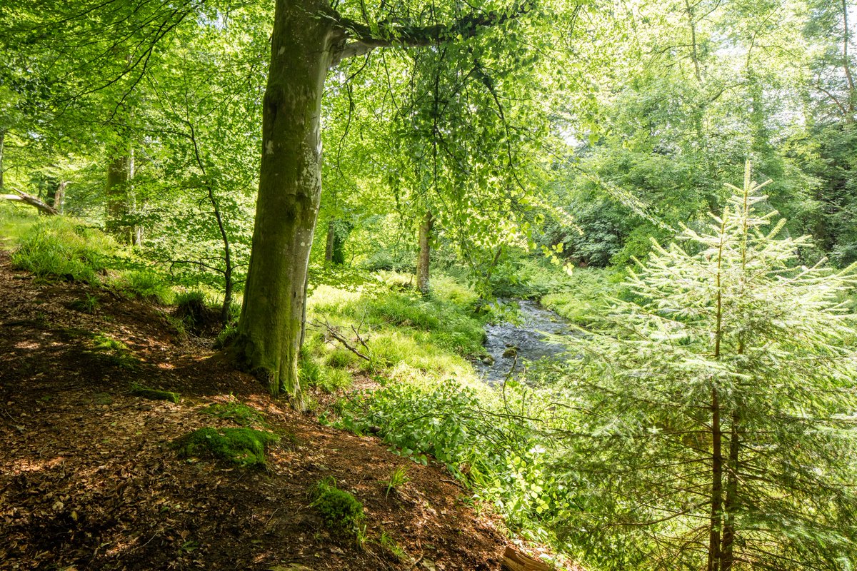 AllanHotel's tweet photo. Delightful photos of "Ramsay country" inc. ancient woodlands near the village of Carlops nr. Penicuik inspiration for Scots pastoral drama The Gentle Shepherd. pics courtesy of photographer Dean Woodhouse #hikingtrail #penicuik #carlops @drwphoto @saltiredogs https://t.co/KB0EyBdR3h