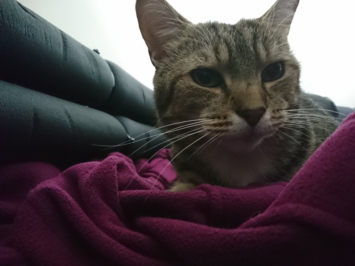 Longarmofthepaw's tweet photo. Feeling fully recovered after todays crazy antics, it's time to get back on paw patrol๐พ๐ฑ
After a quick brief it's time to hit the streets.
๐ผ๐ต๏ธโโ๏ธ๐๐ฅ ๐ช ๐ ๐ฎโโ๏ธ ๐ฎโโ๏ธ ๐ ๐ป
#PawsofJustice #Specialist #Treatedfairly #TabbyTroop #Lovethejob https://t.co/75dAtA6iD9