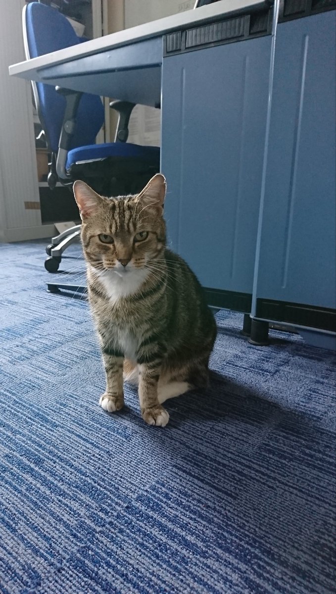 Longarmofthepaw's tweet photo. Feeling fully recovered after todays crazy antics, it's time to get back on paw patrol๐พ๐ฑ
After a quick brief it's time to hit the streets.
๐ผ๐ต๏ธโโ๏ธ๐๐ฅ ๐ช ๐ ๐ฎโโ๏ธ ๐ฎโโ๏ธ ๐ ๐ป
#PawsofJustice #Specialist #Treatedfairly #TabbyTroop #Lovethejob https://t.co/75dAtA6iD9