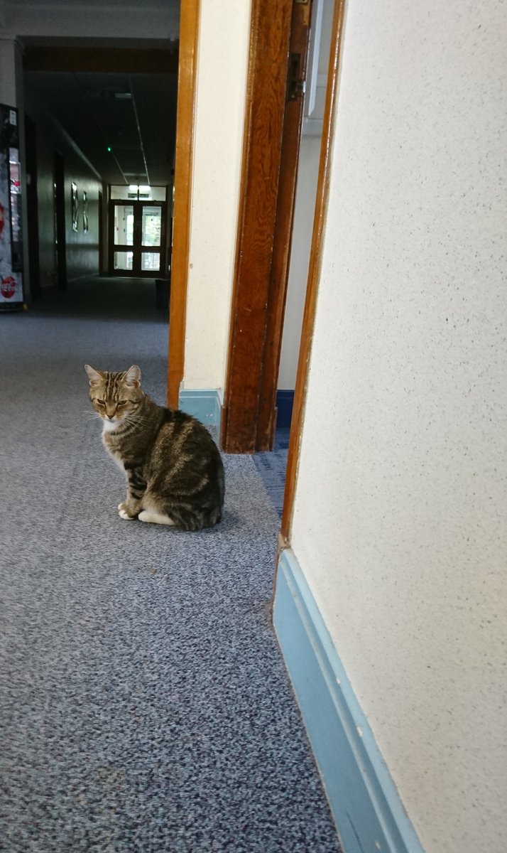 Longarmofthepaw's tweet photo. Feeling fully recovered after todays crazy antics, it's time to get back on paw patrol๐พ๐ฑ
After a quick brief it's time to hit the streets.
๐ผ๐ต๏ธโโ๏ธ๐๐ฅ ๐ช ๐ ๐ฎโโ๏ธ ๐ฎโโ๏ธ ๐ ๐ป
#PawsofJustice #Specialist #Treatedfairly #TabbyTroop #Lovethejob https://t.co/75dAtA6iD9